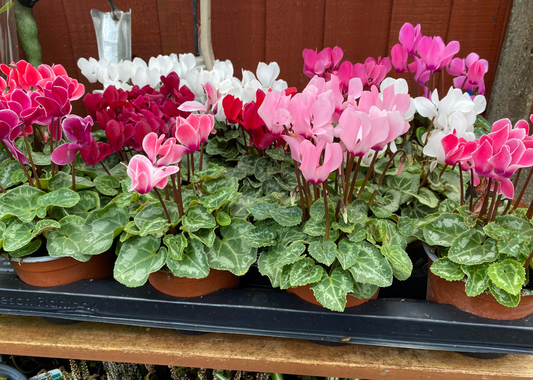 English Cyclamen | 12cm Pot