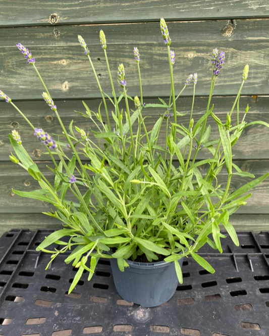 English Lavender 'Blue Scent' | 13cm Pot