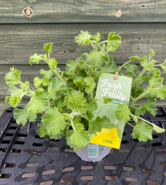 Lemon Scented Geranium (Pelargonium Citronella) | 12cm Pot  - Fragrant Foliage