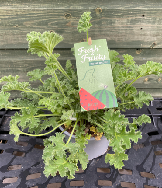 Melon Scented Geranium (Pelargonium) | 12cm Pot  - Fragrant Foliage