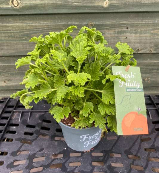 Orange Scented Geranium (Pelargonium) | 12cm Pot  - Fragrant Foliage