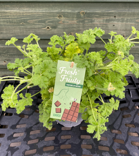 Cocoa Scented Geranium (Pelargonium) | 12cm Pot  - Fragrant Foliage