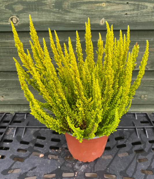 Calluna (Heather) 'Skyline Dusk' | 12cm Pot