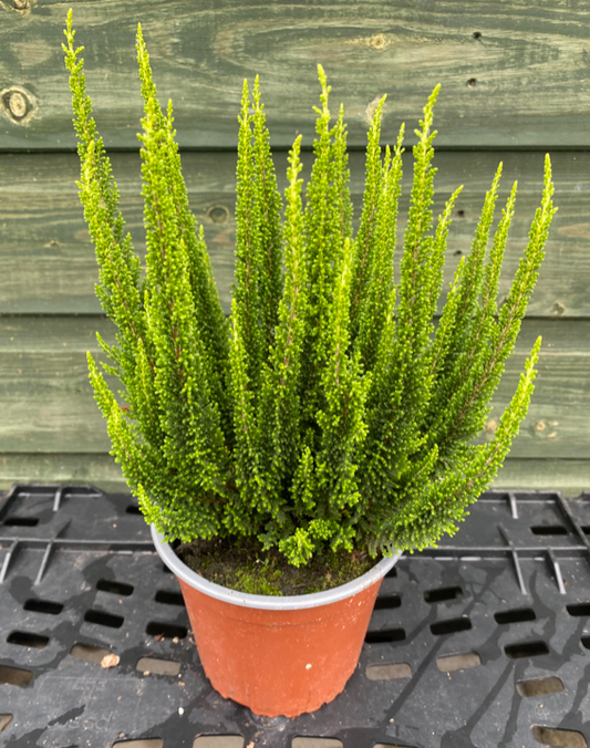 Calluna (Heather) 'Skyline Sunrise' | 12cm Pot