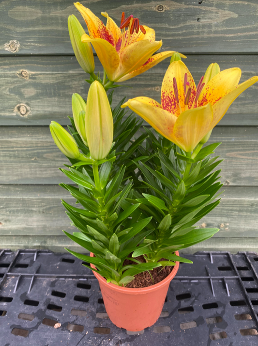 Potted Lily 'Sunshine' | 12cm Pot