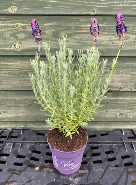 Lavender stoechas Anouk - French Lavender - (Lavendula) | 10cm Pot