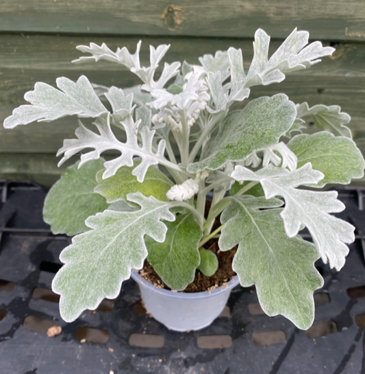 English Senecio cineraria 'Silver Dust' | 9cm Pot