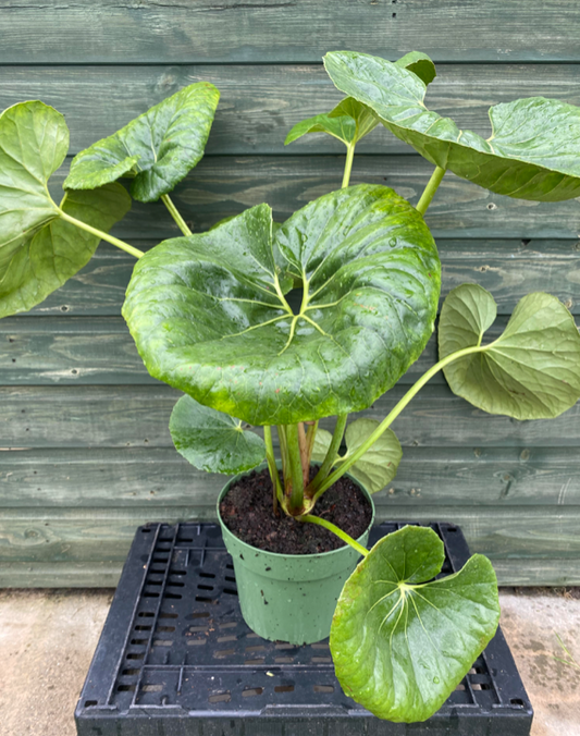 Farfugium japonicum 'Green Giant' - (Giant Leopard Plant) | 21cm Pot