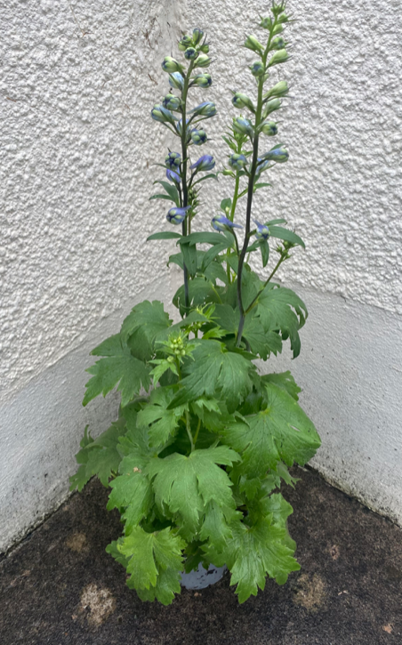 English Delphinium 'King Arthur' | 15cm Pot