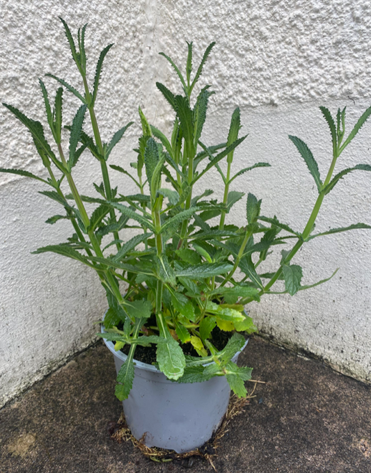 English Verbena 'Spires Blue' | 15cm Pot