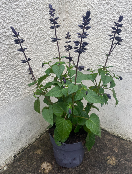 Enlgish Salvia 'Lake Blueberry' | 15cm Pot