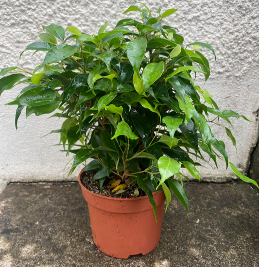 Ficus benjamina 'Green Kinky' | 11cm Pot