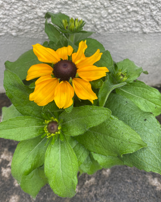 Rudbeckia 'Goldstrum' | 15cm Pot