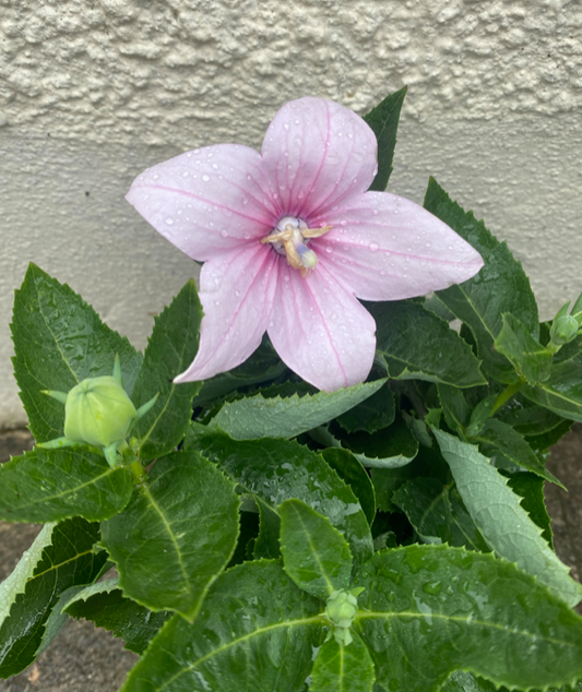 Platycodon grandiflorus 'Astra Pink' | 10cm Pot