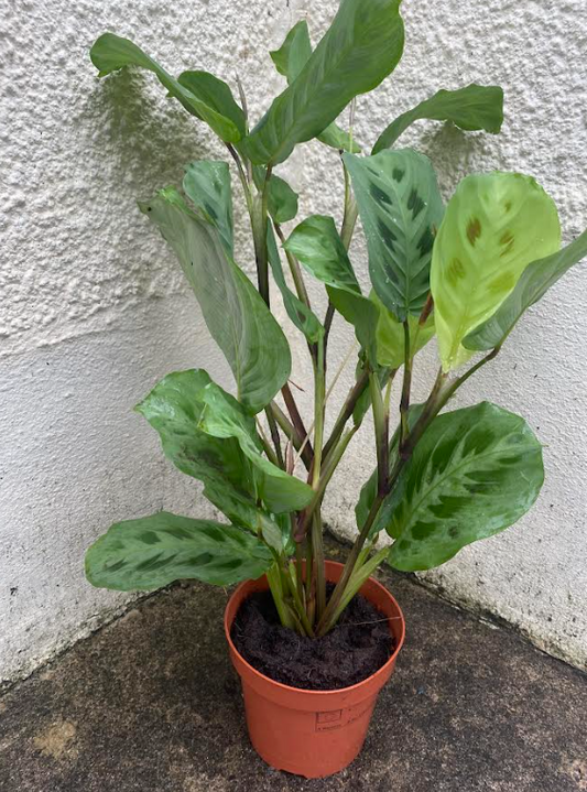 Maranta Kerchoveana 'Prayer Plant' | 12cm Pot