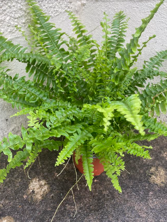 Boston Fern | 12cm Pot