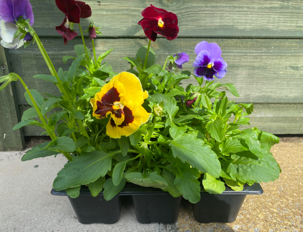 English Pansy - Tray of 6