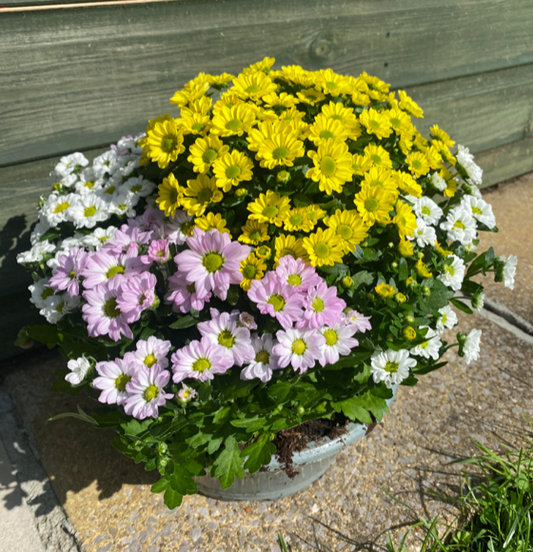 Chrysanthemum Bowl 'Trio' | 19cm Pot