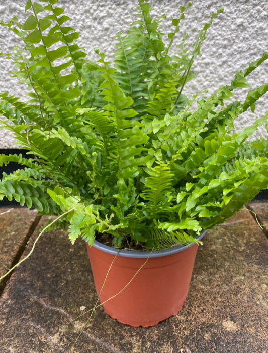 Boston Fern 'Green Moment' | 19cm Pot | 45cm Tall