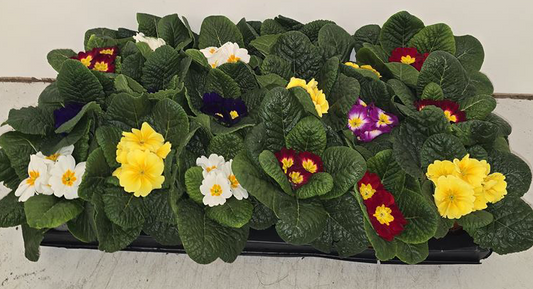 English Primroses | 9cm Pot