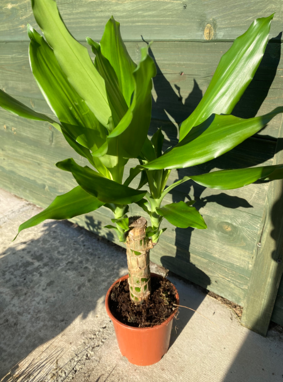 Dracaena Steudneri | 11cm Pot | 35-40cm Tall