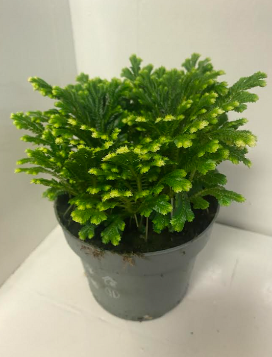 Selaginella martensii 'Jori' | 12cm Pot | 12-28cm Tall