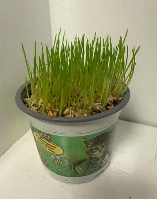 Cat Grass 'hordeum vulgare' | 12cm Pot