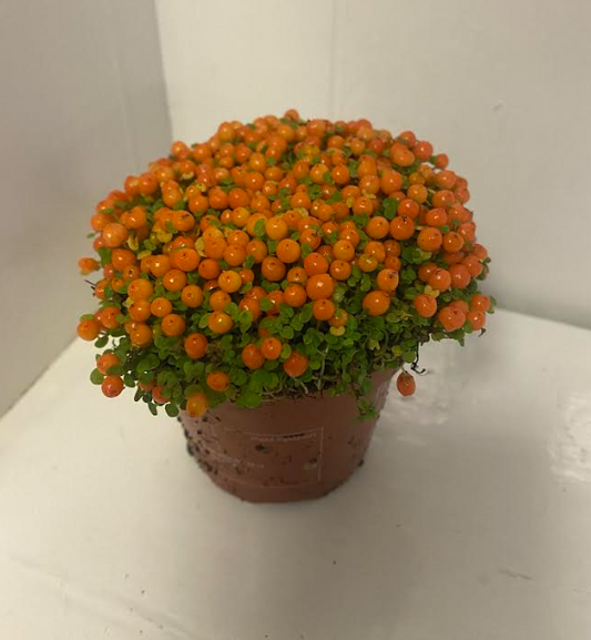 Nertera granadensis 'Coral Bead Plant' | 8.5cm Pot