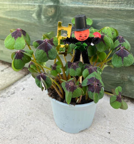 Oxalis 'Iron Cross | 8.5cm Pot | 10-15cm Tall