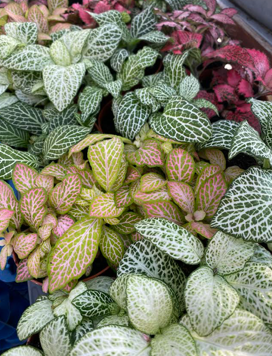 Fittonia (Different Colours) | 8cm Pot | 7-10cm Tall