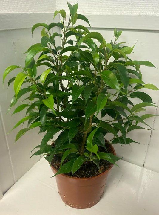 Ficus Natasja 'Crazy Tree' |12cm Pot | 16-22cm Tall