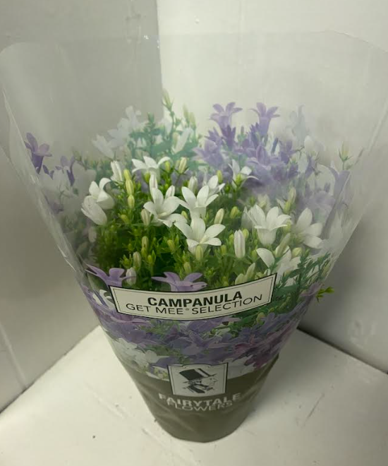 Campanula Get Mee White | 10.5cm Pot | 12-17cm Tall