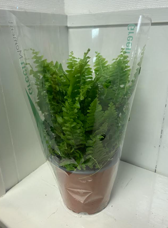 Boston Fern 'Green Moment' | 10.5cm Pot | 15-25cm Tall